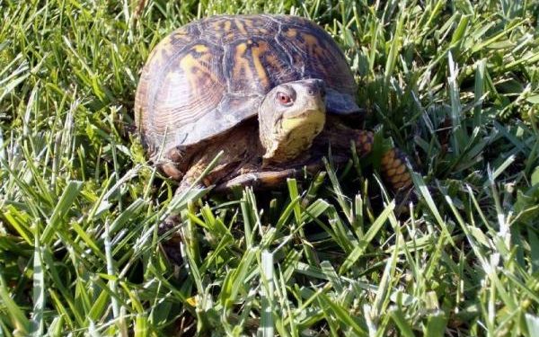 Comment savoir si la tortue est un mâle ou une femelle ?