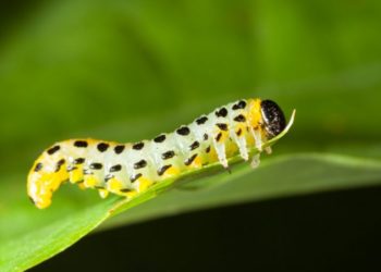 Est-ce que le papillon est herbivore ?