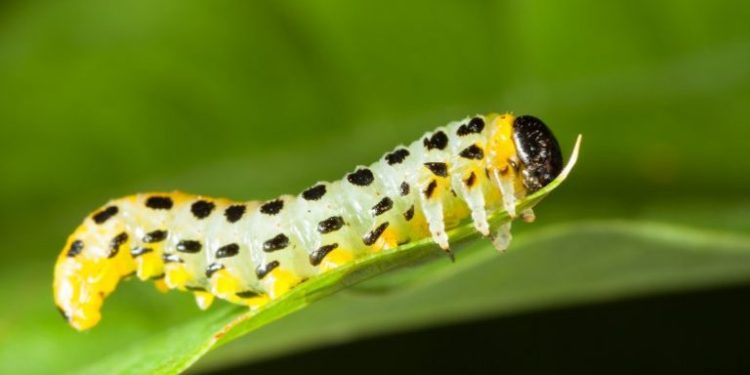 Est-ce que le papillon est herbivore ?