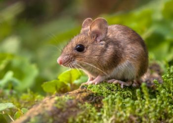 Comment empêcher les mulots de manger les racines ?