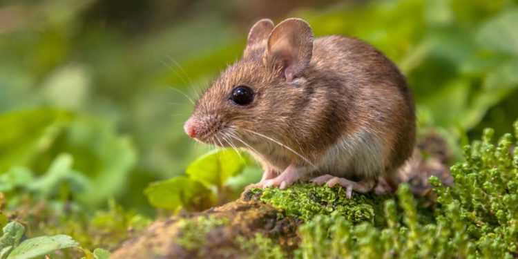 Comment empêcher les mulots de manger les racines ?