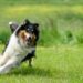 Est-ce que les chiens peuvent manger du poivron ?