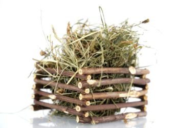 Quelle quantité de foin mange un lapin ?