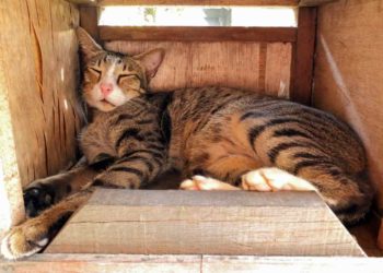 Comment aider un chat paralysé ?