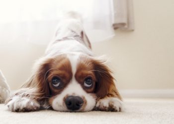Comment soigner diarrhée chien ?
