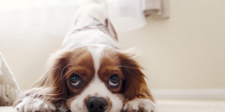 Comment soigner diarrhée chien ?