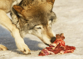 Est-ce que le loup mange les cadavres ?