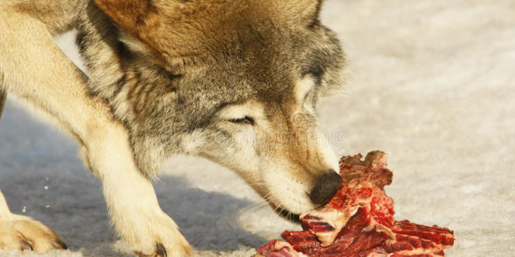 Est-ce que le loup mange les cadavres ?