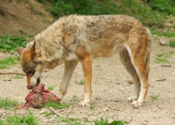 Est-ce que le loup est omnivore ?