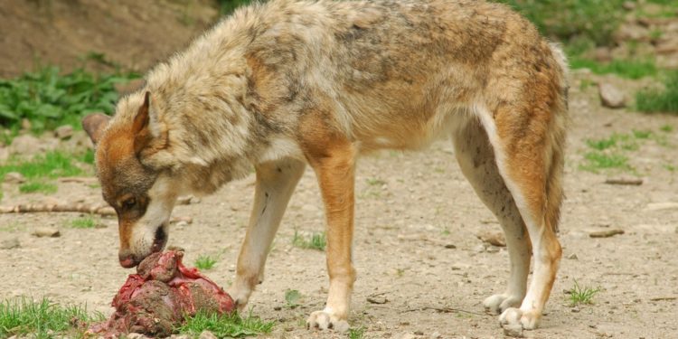 Est-ce que le loup est omnivore ?