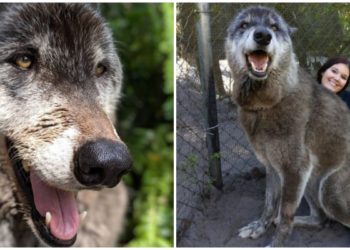 Quel est le plus grand loup du monde ?