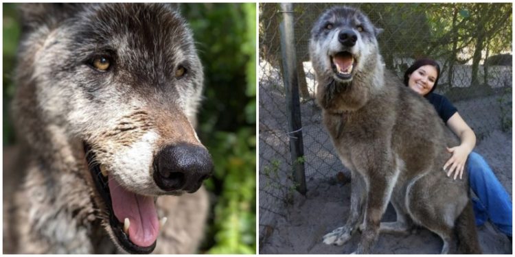 Quel est le plus grand loup du monde ?