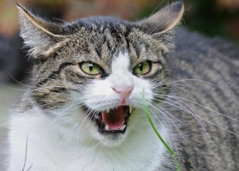 Qu'est-ce que déteste les chats ?