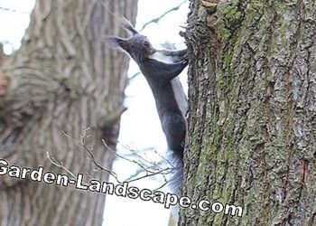 Où dorment les écureuils en hiver ?