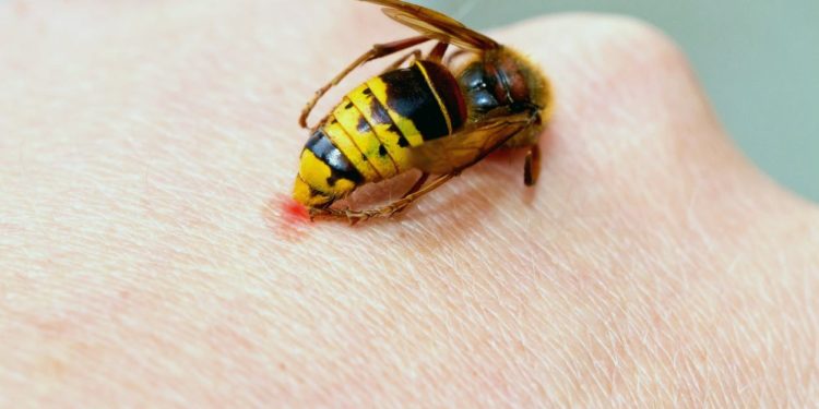 Quelle odeur fait fuir les guêpes ?