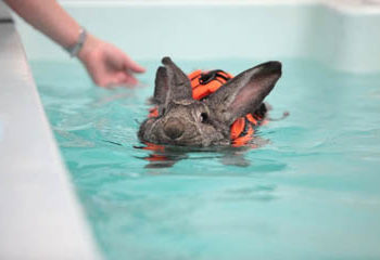 Est-ce que les lapins aiment nager ?