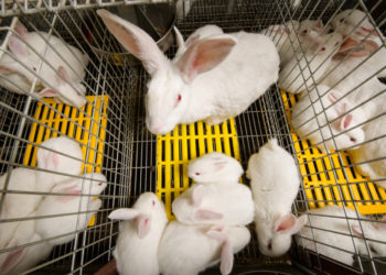 Quelle eau pour les lapins ?