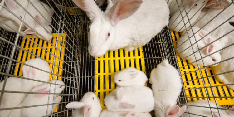 Quelle eau pour les lapins ?