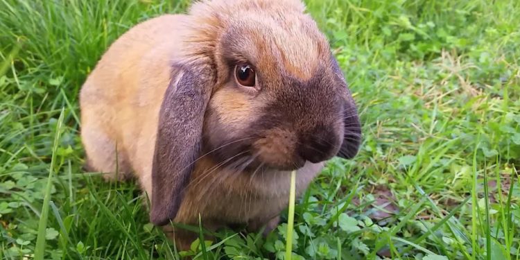 Est-ce que les lapins mangent des fleurs ?