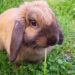 Est-ce que les lapins mangent des fleurs ?
