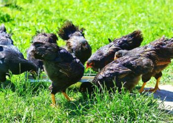 Est-ce que les poules peuvent manger du poivron ?