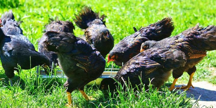 Est-ce que les poules peuvent manger du poivron ?