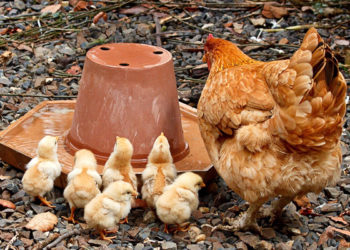 Comment nourrir des poussins avec leur mère ?