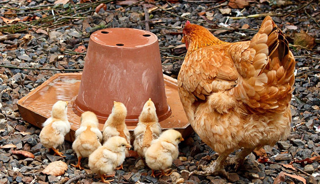 Comment nourrir des poussins avec leur mère ?