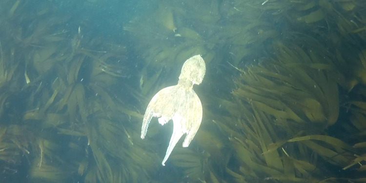 Quel est le prédateur de la puce ?