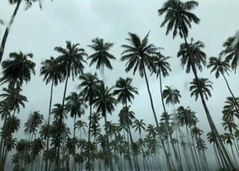 Comment nourrir une sauterelle ?