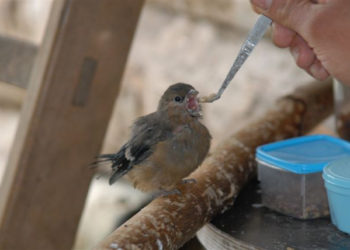 Comment nourrir un bébé oiseau Mesange ?