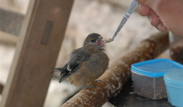 Comment nourrir un bébé oiseau Mesange ?