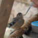 Comment nourrir un bébé oiseau Mesange ?