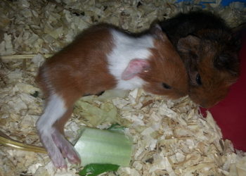 Est-ce que les cochon d'Inde boit du lait ?