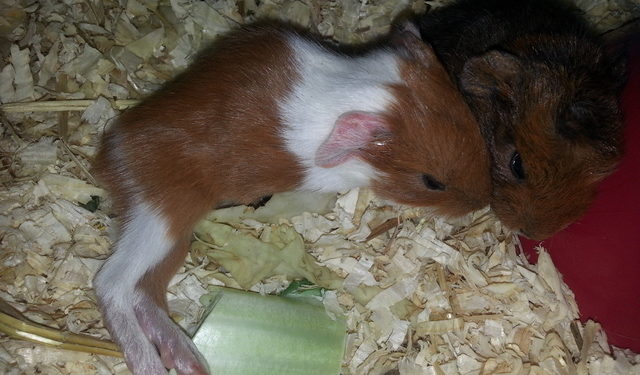 Est-ce que les cochon d'Inde boit du lait ?