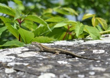 Comment apprivoiser un lézard sauvage ?