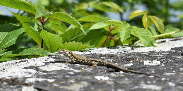 Comment apprivoiser un lézard sauvage ?