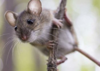 Comment faire fuir les lézards de la maison ?