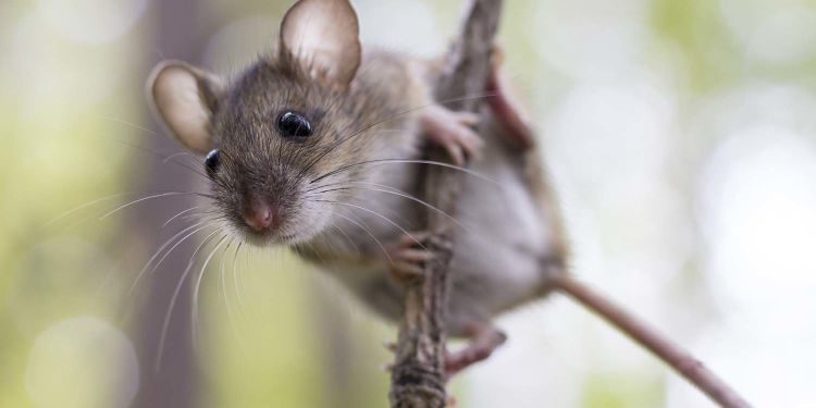Comment faire fuir les lézards de la maison ?
