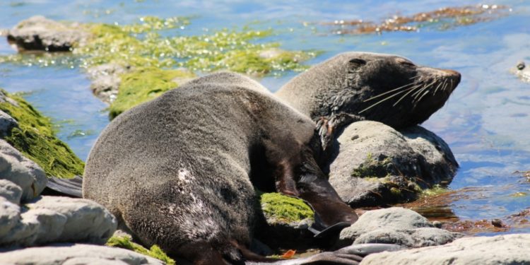 Quels sont les prédateurs des otaries ?