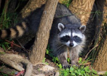 Comment sauver une raton laveur ?