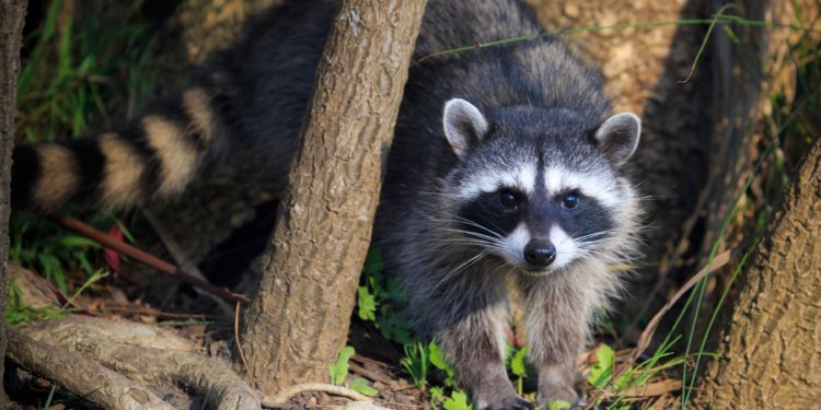 Comment sauver une raton laveur ?