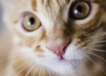 Comment faire pour qu'un chat arrête de faire pipi dans la maison ?