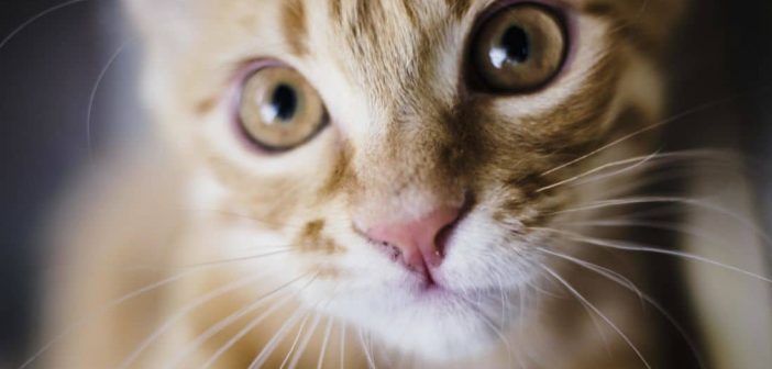 Comment Faire Pour Qu Un Chat Arrete De Faire Pipi Dans La Maison