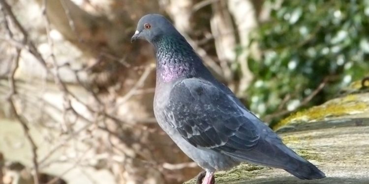 Comment faire fuir les couleuvres ?