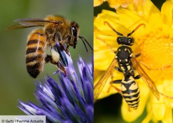 Comment reconnaître une abeille ?