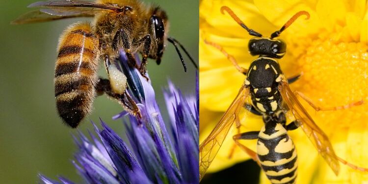 Comment reconnaître une abeille ?