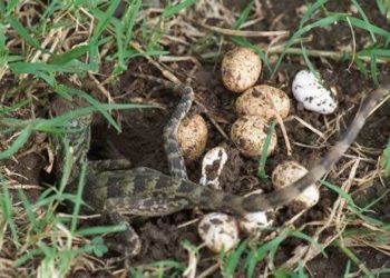 Où pondent les lézards ?