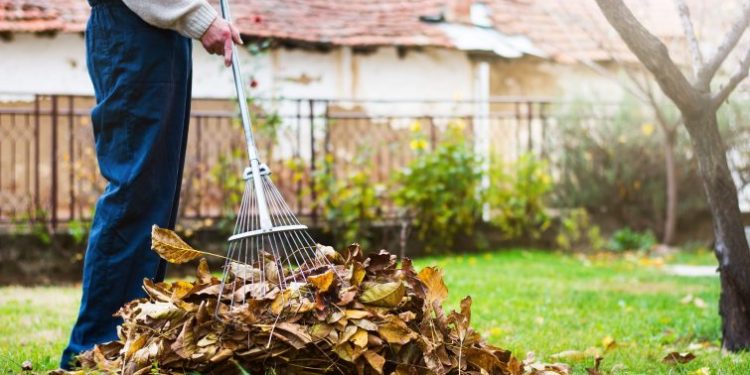 Comment se débarrasser des lézards verts ?