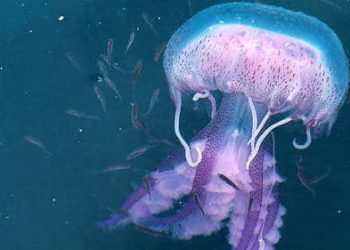 Quand apparaissent les méduses ?